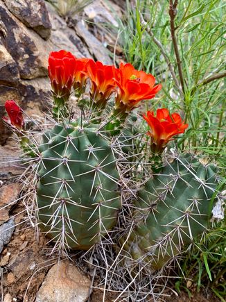 Cactus are blooming. So beautiful.