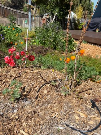Flowering quince warming up