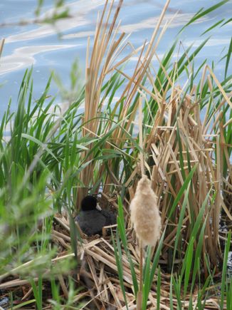 Coot on her nest