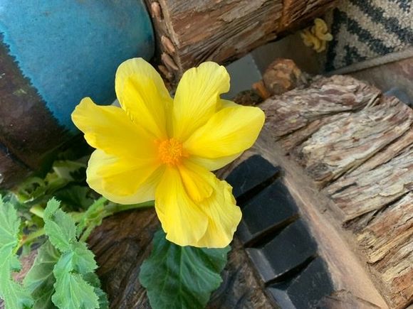 Probably the last flower of the season for this plant