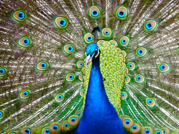 A bird photo thread needs one of these 