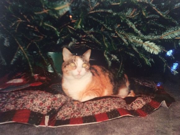 I found a picture of a cat we had from the time I was in high school (early 1980s) until the late 1990s. She enjoyed hanging out under the tree.

Esmeralda is beautiful, sassy!