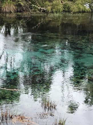 Such clear water Pupu Springs