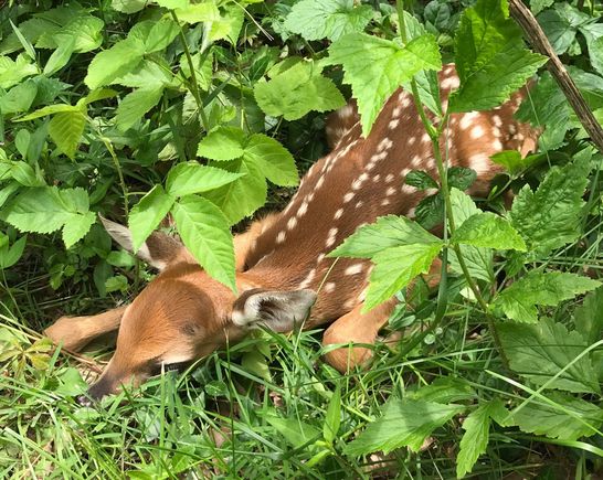 I didn’t take this one. A neighbor sent it over. Apparently born two weeks ago in her semi-wooded backyard. She also sent me an adorable video (which I can’t post) showing this fawn coming up and smelling her leg! That would’ve been something to experience.