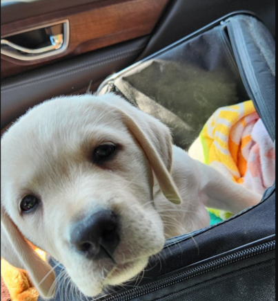 She did great on the drive to the lowlands