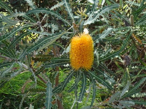 A banksia in flower 