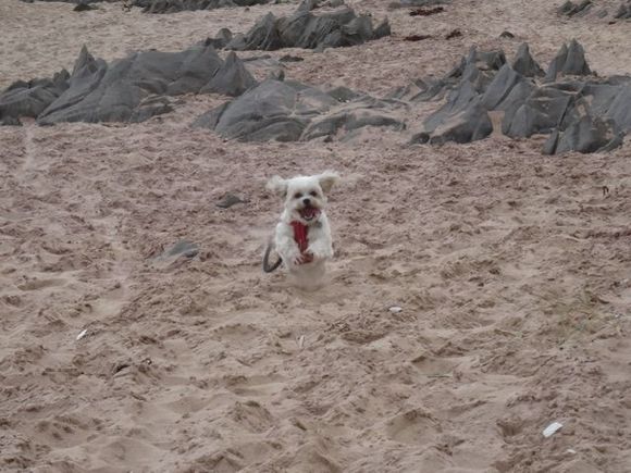    The flying dog, lol……..She’s excited! 