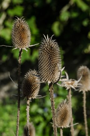 Reconstructed in '97 using a thousand year-old plant guide, this labelled garden aims to bring back to life Queen Anne of Bretagne's 15C monastic convent. There are grapes, benches, roses, oaks, chestnuts, pergolas, arches and a symbolic fountain. Some 150 species have been planted: food cereals, edible flowers, aromatics and decorative items. Mongette is grown for dyeing. The medicinal and magical herbs include aphrodisiacs: Berce for women/Rouquette for men. Above: milk or donkey thistle.