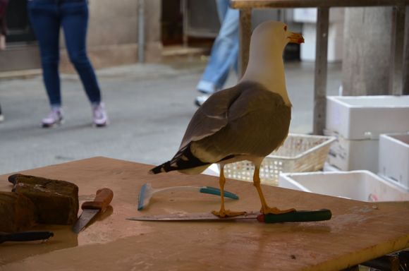 Rialto fish market, a bold seagull