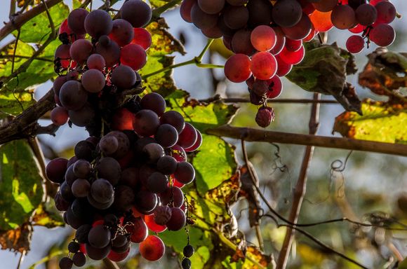 Some of the local 'marc' beverages were a whopping 42% alcohol!  Par example, the artisanal 'Le Vieille Prune'. Mon Dieu.........