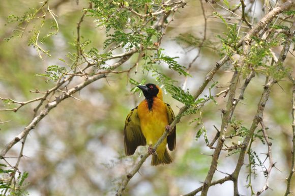 Black headed Weaver bird at Mweya