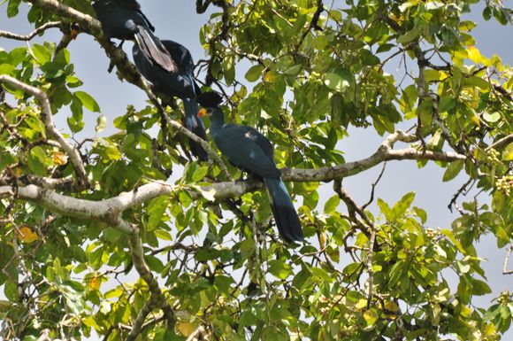 Great Blue Turaco