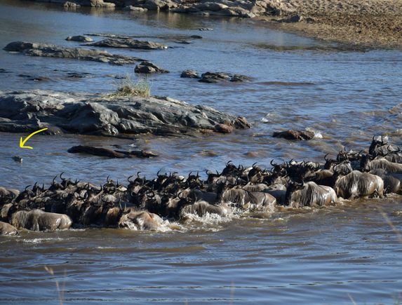 Note (yellow arrow) the crocodile checking out the action.