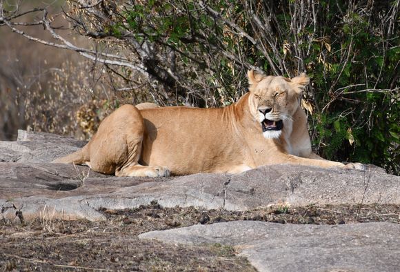 One more lion to see as we say goodbye to the Serengeti.