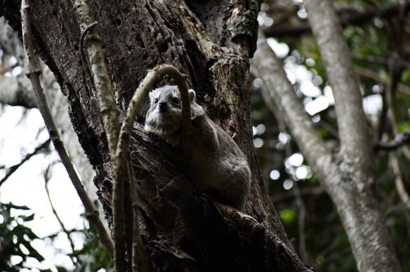 This "cute" hyrax turned out to be a nightmare.