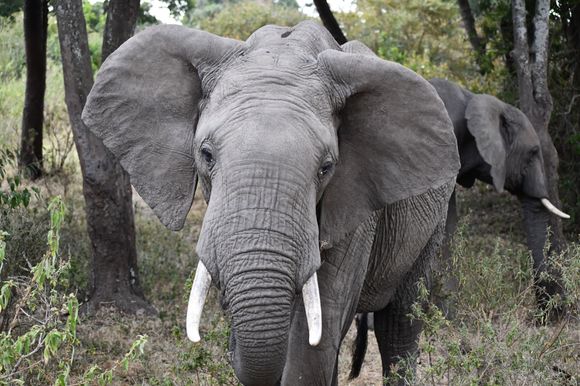 This image was not enlarged! This elephant walked right up to my husband who immediately stopped taking any more photos to hold absolutely still.