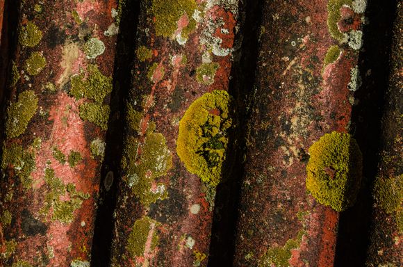 Roof tiles and lichen.