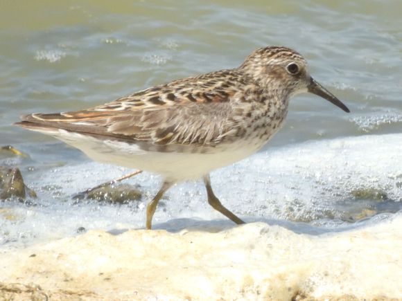 Least Sandpiper. 