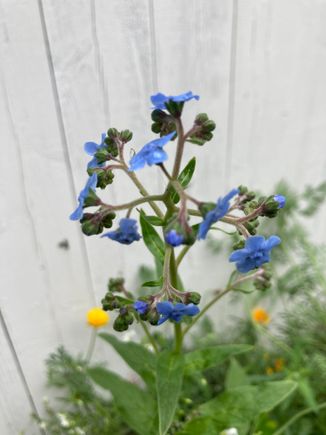One of our wildflowers - anyone know what this is? The leaves look like weeds and we almost pulled it out.