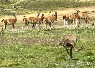 Herd  of guanaco and rhea bird