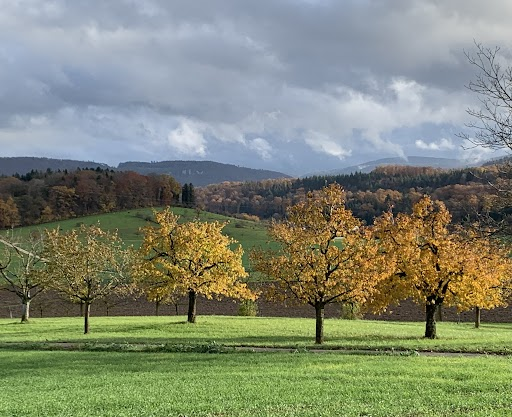 
Autumn is especially pretty as there are also multiple vineyards and farms along this walk. On week-ends, you're likely to see people out riding horses. Most of the paths are paved. 