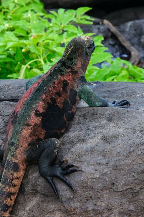 Christmas lizard