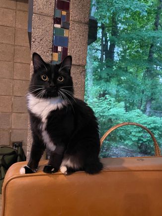 Alice..why is there a tree IN the house