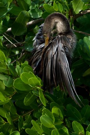 Anhinga