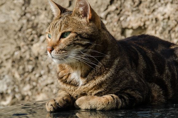 Le chat qui pose pour Fodors.