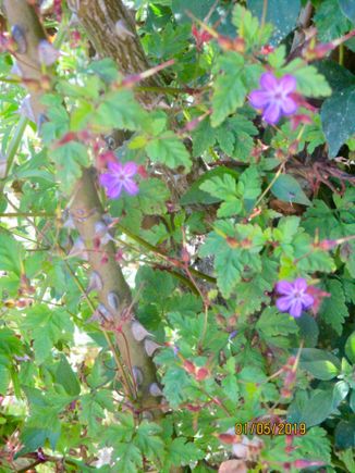 wildflowers in the garden