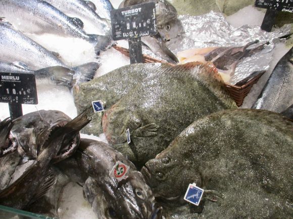 Who knew turbot were flat?