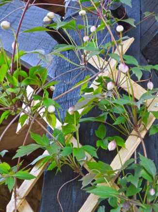 Bougainvillea, about to bloom!