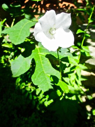 Any guesses? It's a bulb. Instructions said to plant in semi-shade, so I did. 