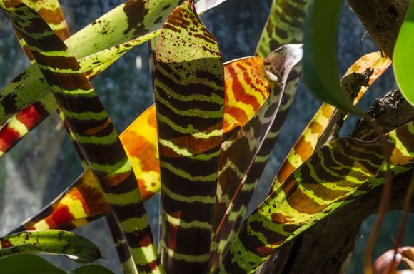 One local person from those buses got over-zealous and actually stepped into a protea bed in order to get a closer photo! We were shocked at his indiscretion and carelessness. Then God's sense of humour: his cellphone battery seemed to go dead before he could take a shot. He cursed.
