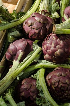 Artichoke: whose yellow flowers are edible and feature in winter dishes in Italia.