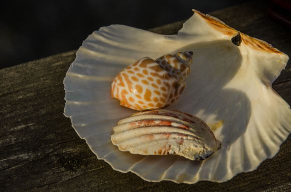 Some of the shells, coral and stones that Mrs Z and I have collected over the decades on our trips. We also used to collect stones. Not shown: the wide range of sand brought back as per my collector brother's request. *Plz let's all share our beachcombing fotos and stories here. Just remember to use the tap outside the front door to rinse the sand off yer feet before entering the cabana.
