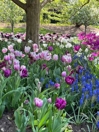 More tulips in the idea garden where inspiration awaits the home gardener.  If only I had a staff of gardeners and student interns!