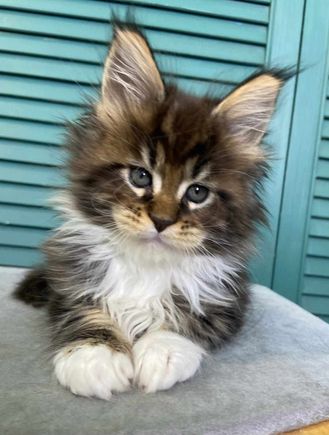 We are  exploring adopting this Maine Coon kitten.
We would call her Umami