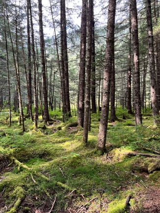Two lakes trail in Seward 