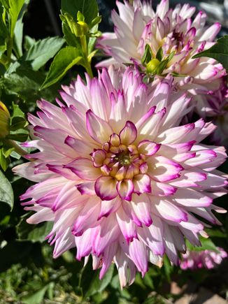 This dahlia has done very well this year (out of the 5 years I've grown it), simply because I finally gave it the space it needed instead of crowding it. 