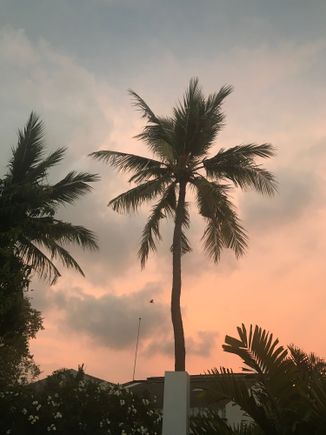 Colombo Palm Trees