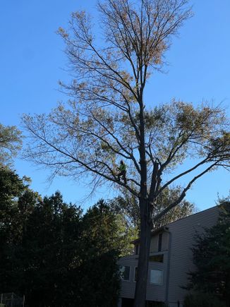 Worker up in the sky dismantling tree. It took 4 men 51/2 hours  