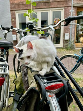 For Vicky and all the cat lovers (sorry zig)