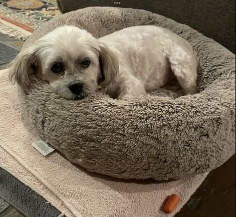 No thanks to the carrot…