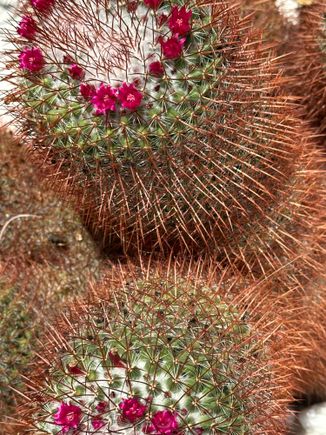 Another of the irresistible cacti...I learned from a visit to Basilicata:
NO TOCCARE!!!!!!!!!!!!!!!!!!!  Those tiny spines HURT!!!!!