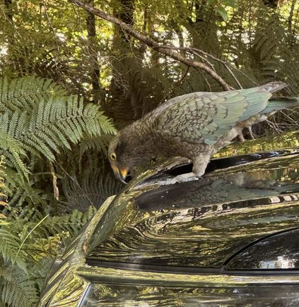 The Kea is a large parrot that is endemic to the alpine region of the South Island.