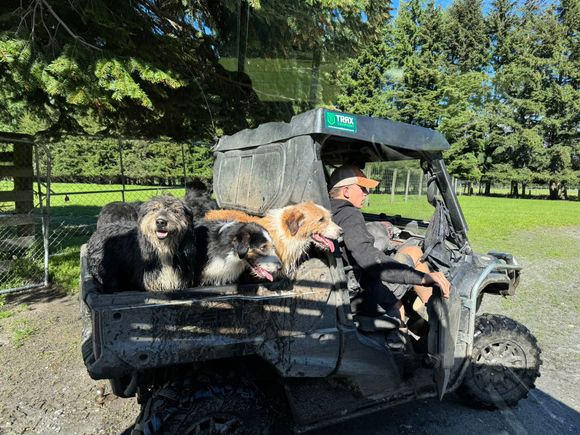 Sheep-herding dogs at the West Wanaka High Country Station