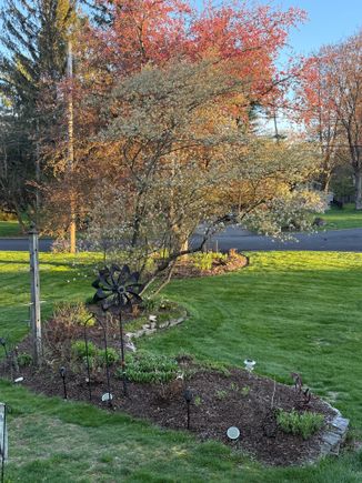 I cleared out the front half of the garden near the street. The crabapple is just about to pop.