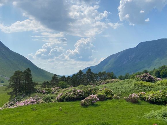 And more rhododendrons - they are everywhere! 