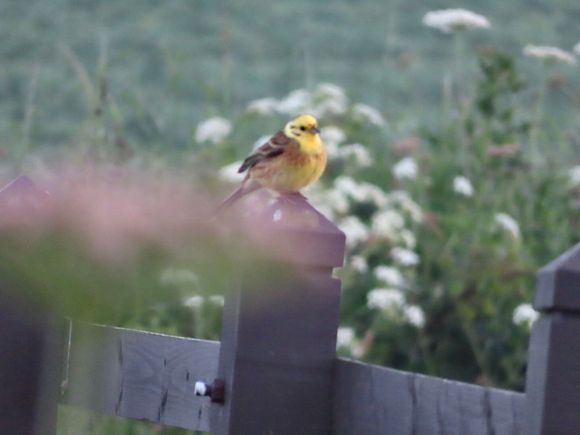 Sweet little bird, anyone know name?  He was at Dunnottar.